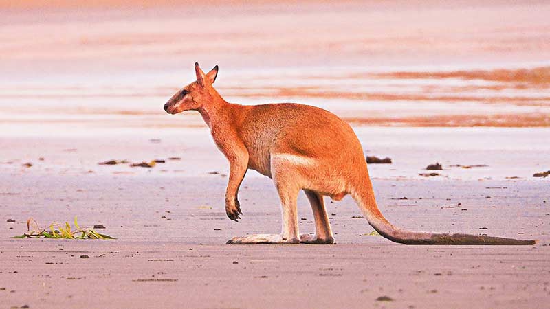 The Ultimate Guide to Queensland's Best Beaches